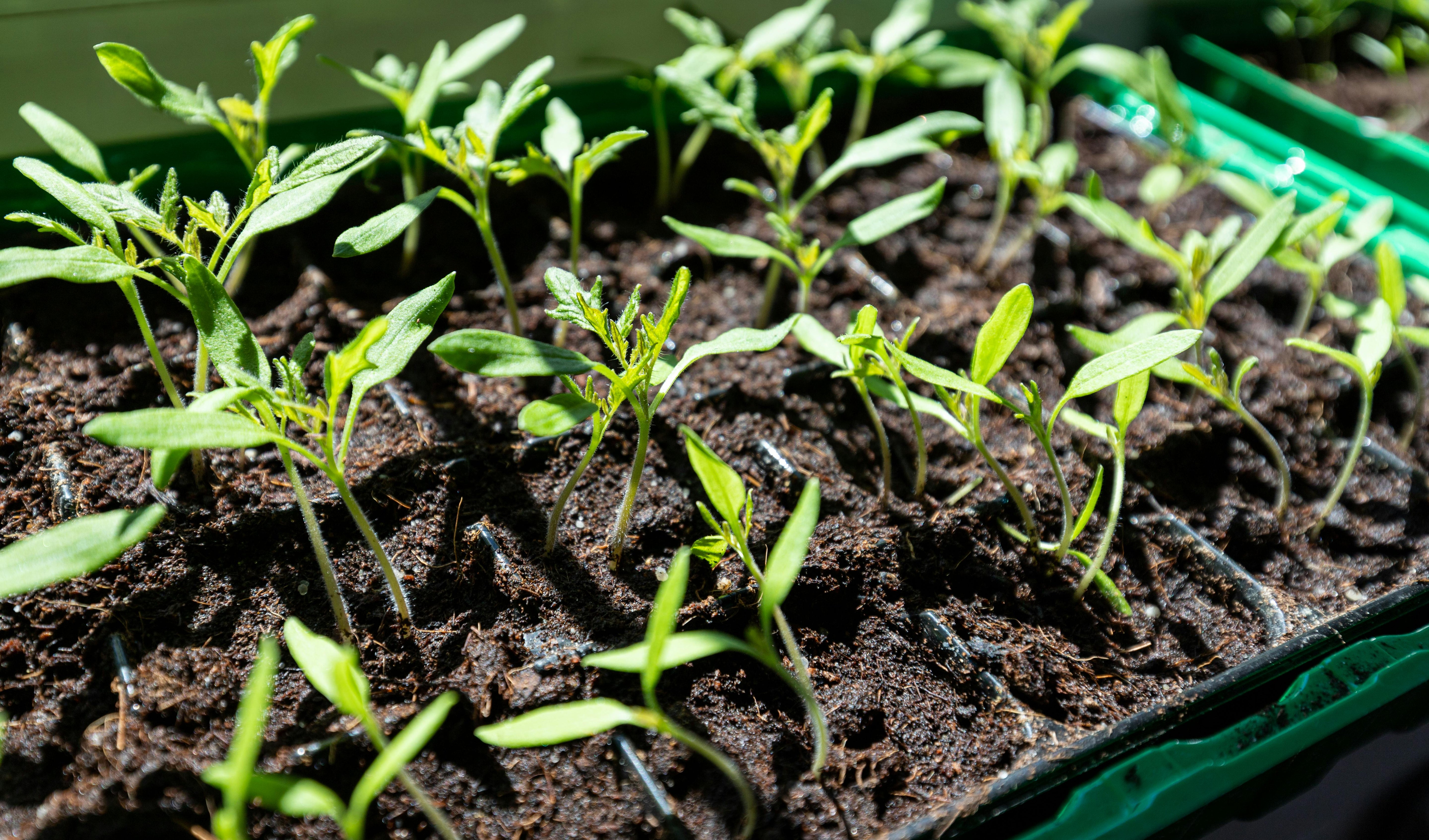 rows of young seedlings in starter tray