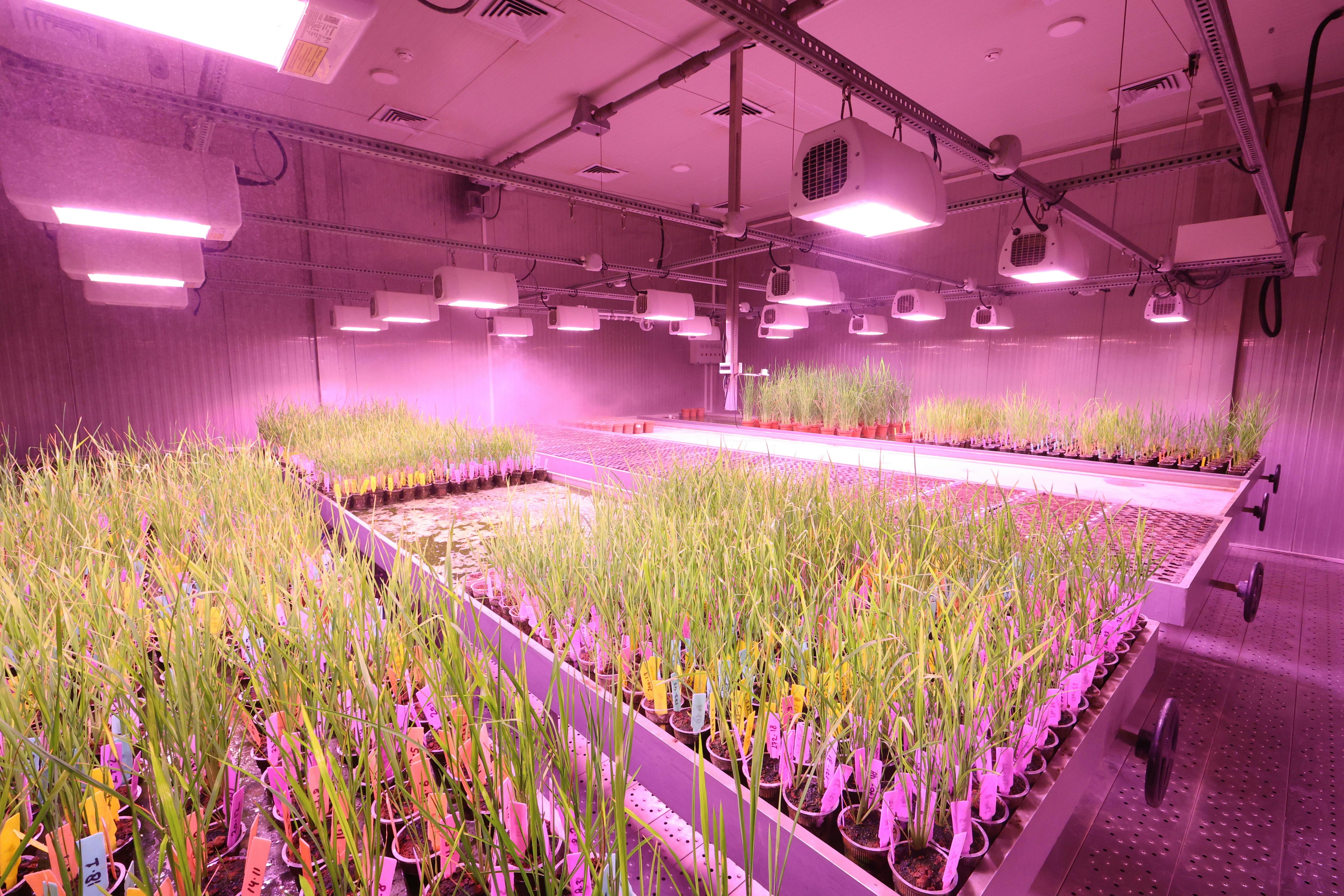 commercial indoor grow room with LED lighting