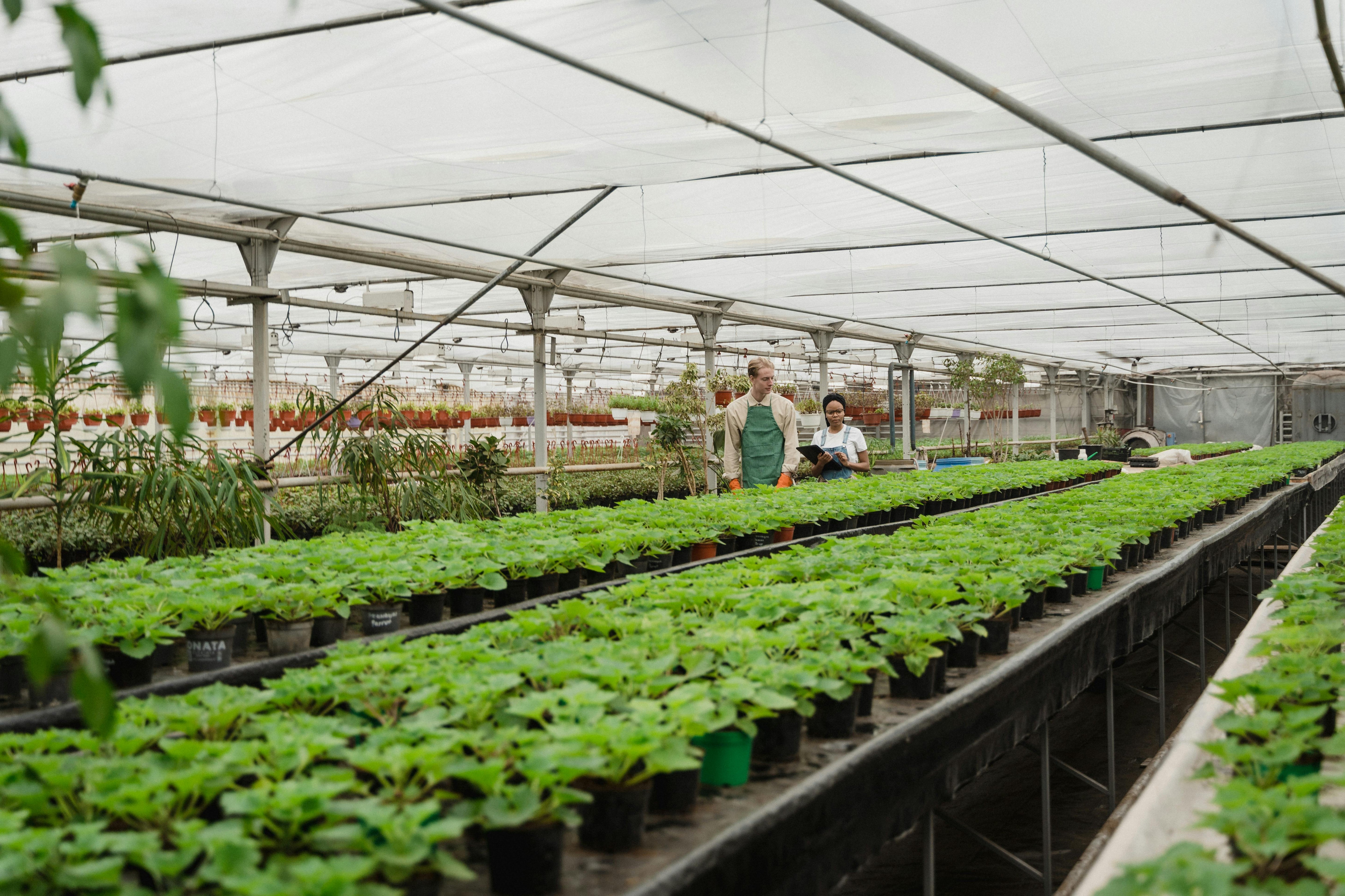 two workers walking through large commercial greenhouse with plants at various growth phases
