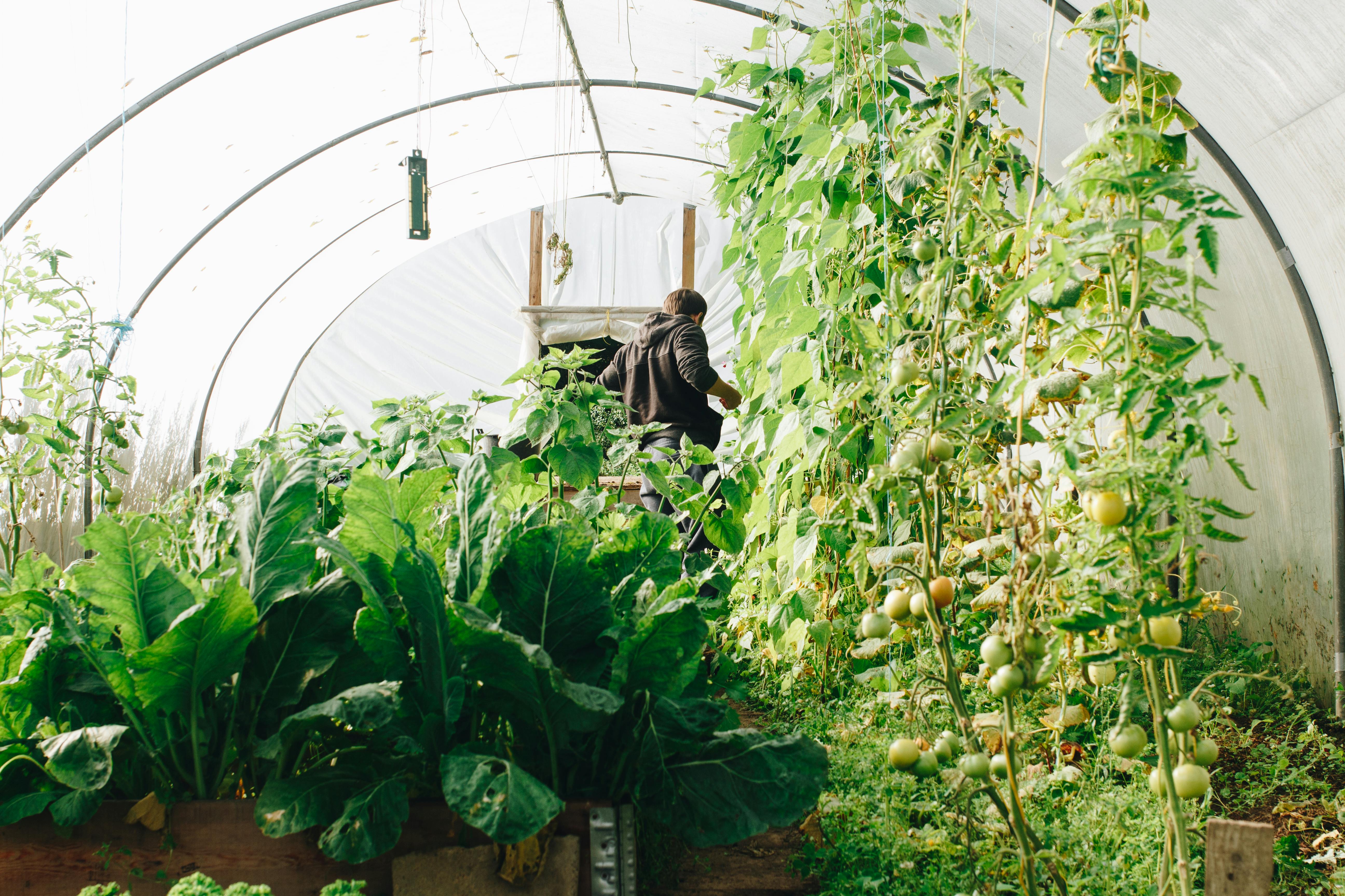 tomatoes and leafy green vegetables in grow tent